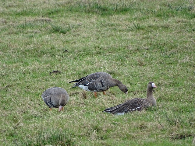 吸引了众多 吸引了众多